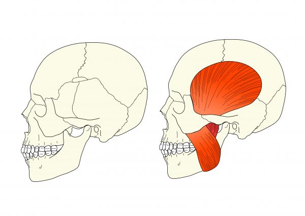 頭部の骨